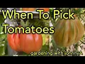 When to Pick Tomatoes for Best Flavor Yield Vine Ripening Tips
