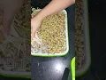 Download Lagu Mung beans sprout 😋Harvesting moong beans sprout