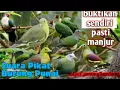 suara pikat burung punai paling jernih,SUARA MP3 BURUNG PUNAI AMPUH