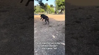 Great end to the weekend. #fyp #dream #pets #doberman #vlog #sliceoflife
