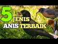 Download Lagu 5 Jenis Anis atau Punglor Paling Populer di Indonesia