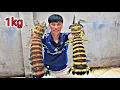 Download Lagu Lặn Biển Về Được Hai Con Tôm Tích Khủng Lần Đầu Làm Món Sò Này Ăn Rất Ngon | P 718