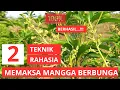 Download Lagu Cara Memaksa Mangga Cepat Berbunga dan Berbuah