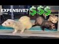 The Cost of Owning a Ferret 2021