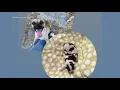 Pug gives birth to puppies that look like tiny cows
