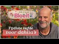 Download Lagu Tijdloze liefde voor dahlia's | Alles Wat Bloeit