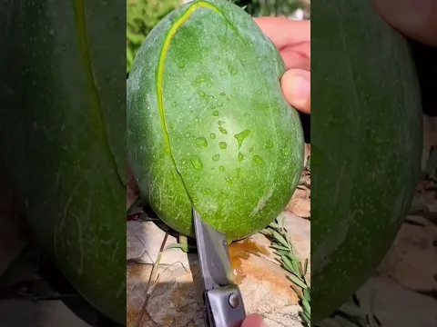 مشوب بدي بطيخه🍉🍉🍉