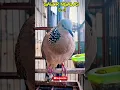 Download Lagu suara pikat burung TEKUKUR gacor ngALAs 0-1 #shorts #shortsfeed #shortvideo #short #shortsvideo