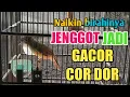 Download Lagu CARA NAIKAN BIRAHI BURUNG CUCAK JENGGOT AGAR BUNYI GACOR