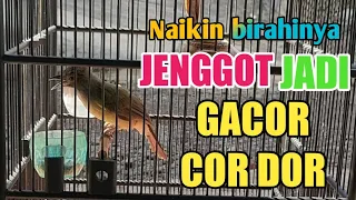 Download CARA NAIKAN BIRAHI BURUNG CUCAK JENGGOT AGAR BUNYI GACOR MP3