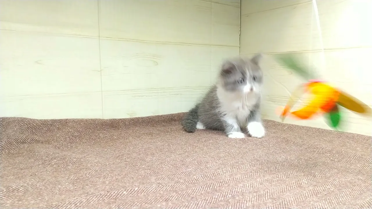 動画