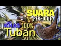 Lagu SUARA PERKUTUT LOKAL TUBAN ‼️