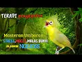 Download Lagu TERAPI KECIAL KUNING AGAR BUKA PARUH | PANCINGAN KECIAL KUNING MALAS BUNYI | MASTERAN KECIAL KUNING
