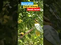 Download Lagu Suara pikat sogon susah turun #shortvideo #kicaumania #sogon #sogonindonesia #burung