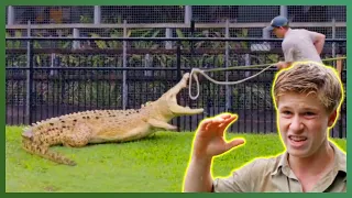 Robert Irwin And Australia Zoo Team Wrestles A 600-Lb Crocodile Crikey It s The Irwins