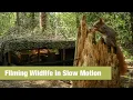 Download Lagu Burung \u0026 Tupai dalam Gerakan Lambat 5x – Difilmkan dari Tempat Persembunyian Satwa Liar - Fotografi burung #asmr