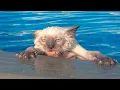 Lagu Cats Who HATE Water! (A Compilation!)