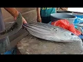 Download Lagu The Fastest Tuna Cutting Skill ~ Cut Fish