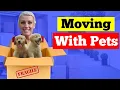 6 FACTS To Know When Moving To Daytona With Pets