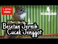 Download Lagu Cucak Jenggot Gacor Ngebeset \u0026 Ngepik Rapat Buat Masteran Murai \u0026 Cucak Ijo Juara #Besetan #Malaysia