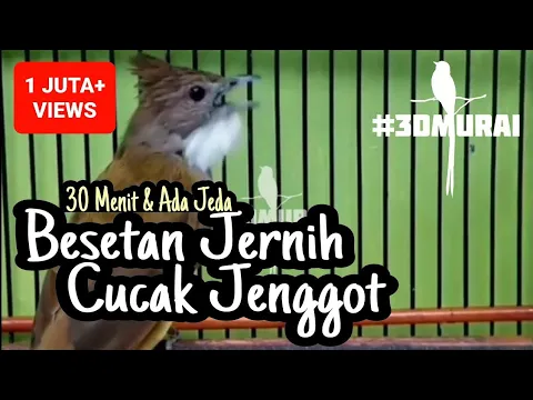 Download MP3 Cucak Jenggot Gacor Ngebeset & Ngepik Rapat Buat Masteran Murai & Cucak Ijo Juara #Besetan #Malaysia