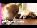 Noisy Little Munchkin Kitten Just Wants To Find A Friend Too Cute