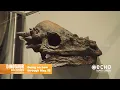 Dinosaur Discoveries at ECHO