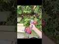 Have you tried thus new impact driver from Craftsman
