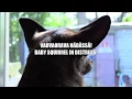 Download Lagu Vauva orava hädässä! pelastuskoira rescue dog Ramsa  Haukipudas, Siikasaari Suomi Finland
