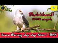 Download Lagu Suara pikat ampuh burung alap alap/ burung alap alap bwk/black winged kite @dskicaumania6538