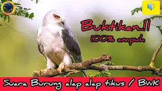 Download Suara burung alap alap - burung alap alap bwk - black winged kite @dskicaumania6538 MP3
