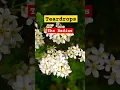 Download Lagu Teardrops, The Radios #music #teardrops #lirycs #theradio