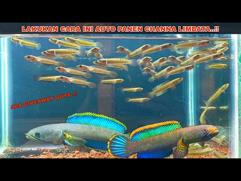 Download MP3 Cara Breeding Ikan Channa Limbata Biar Anakanya Banyak || Cara Ternak Channa Limbata