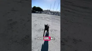#fyp #dream #pets #doberman #vlog