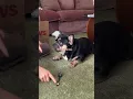 Dog Trick for a Treat CVS Pharmacy