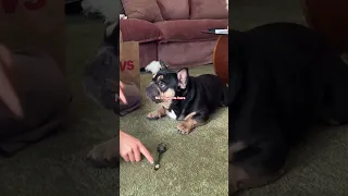 Dog Trick for a Treat CVS Pharmacy