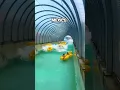 Download Lagu Lazy rivers in USA vs Mexico! #shorts