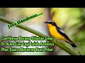 BURUNG SIKATAN EMAS YG CANTIK DI ALAM LIAR LAGI LOLOH ANAKNYA PLUS SUARA MASTERAN