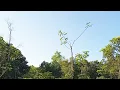 Download Lagu Pikat solo pertama Kali turun spot karas tompinai.