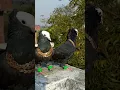 Download Lagu Pigeon attitude level video 🔥 🕊️ || जरा पर्दा hta do 🥵 || #shorts #youtubeshorts #viral