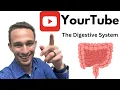 Digestive System Anatomy and Physiology