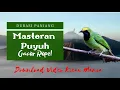 Download Lagu Terapi Suara Cucak Ijo Agar Cepat Gacor. Masteran Cucak Ijo Gacor
