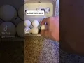 Download Lagu How to make an egg roll | LIKE this video for good luck