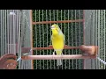 Download Lagu SERINUS Mozambicus | سيرينوس موزمبيق | Yellowfronted canary mule | Hybrid Finch | Nature Bird sounds