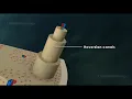 Structure of Bone Anatomy of Bone 3D Animation Biology