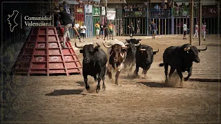 Las mejores vacas y toros se reúnen en una de las fiestas más importantes del año