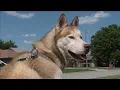 Metro man working to reunite lost Siberian husky with owner in Indiana