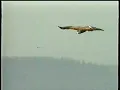 Spirit- Randy California Natures Way Promo 1995