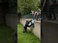 Download Lagu GORILLA'S HEARTWARMING RESCUE OF CHILD IN ZOO! #gorilla #zoo #rescue #animal 🦍