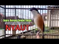 Download Lagu burung cendet gacor ISIAN MEWAH buat PANCINGAN CENDET AGAR BUNYI jadikan BURUNG PENTET GACOR EMOSI